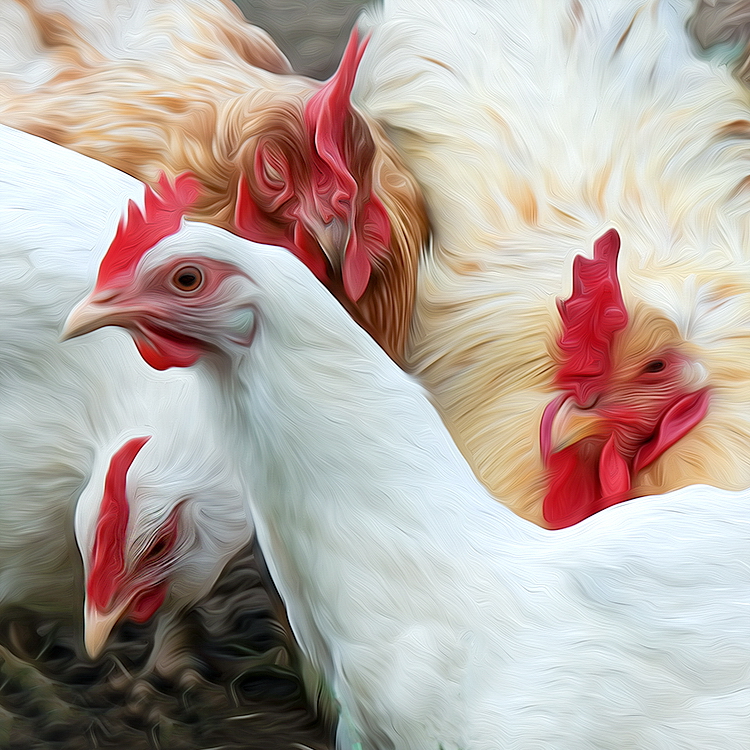 Tiere Holland 6 - 2013 _SAM_0822 als Smartobjekt-1.jpg